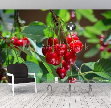Picture of Cherries on the branch
